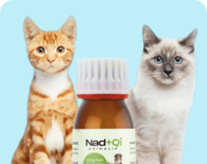 Apotheke für Katzen