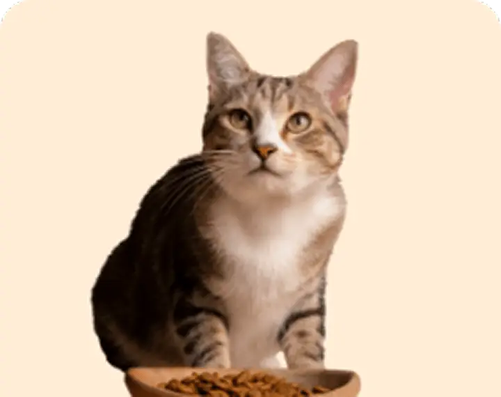 Katzenfutter