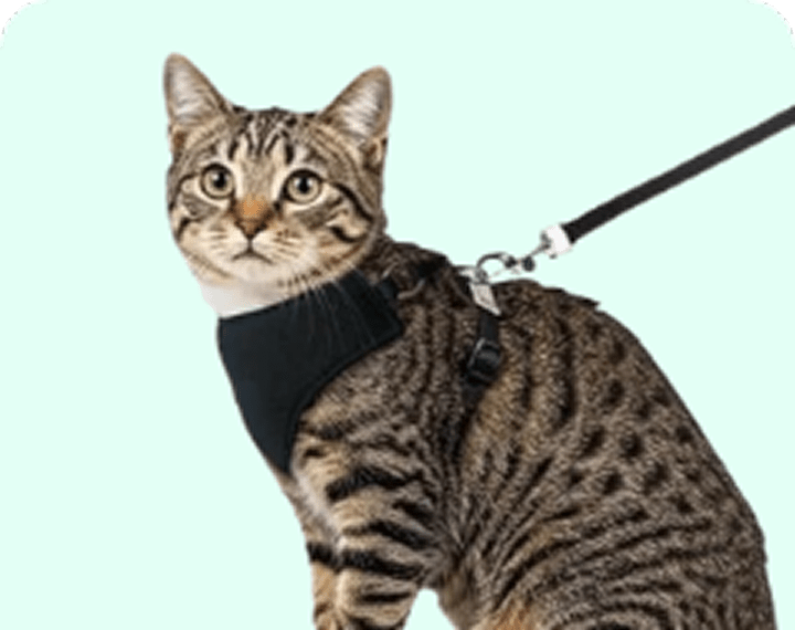 Zubehör für Katzen