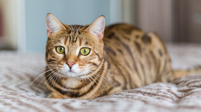 closeup-cute-domestic-bengal-cat-lying-bed 1