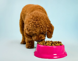 Trockenfutter für Hunde