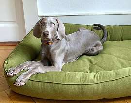 Hundebetten & Hundesofas