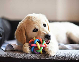 Hundespielzeug