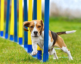 Hundesport & Training