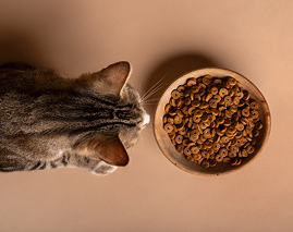 Getreidefreies Katzenfutter