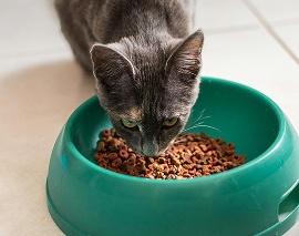 Trockenfutter für Katzen