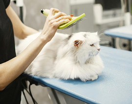 Katzentoilette & Pflege