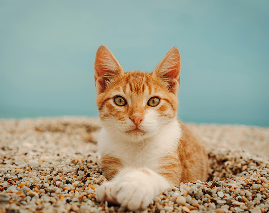 Katzenstreu