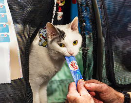 Katzensnacks