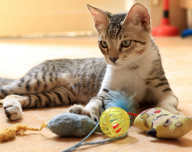 Katzenspielzeug