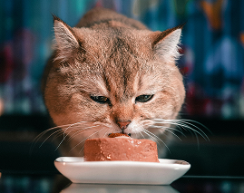 Nassfutter für Katzen